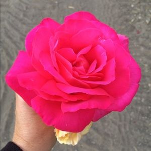 Meet your Posher, Renee